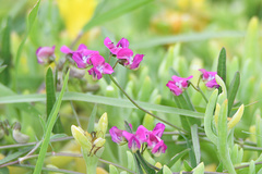 Dolichos hastiformis