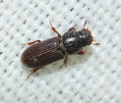 Pleurophorus caesus