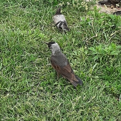 Corvus monedula