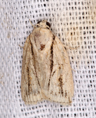 Garella