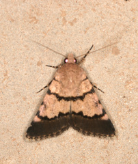 Dichagyris imperator