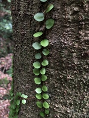 Lemmaphyllum microphyllum
