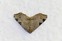 Achrosis rondelaria
