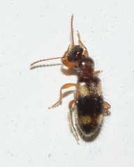 Hirticomus quadriguttatus