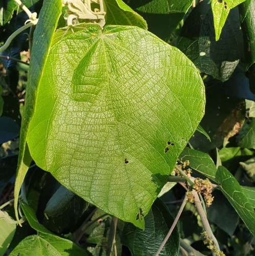 Image of Macaranga involucrata by (c) Jane C Frost, some rights reserved (CC BY)