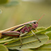 Large Marsh Grasshopper - Photo (c) Yves LE BAIL, some rights reserved (CC BY-NC), uploaded by Yves LE BAIL
