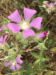 Malva punctata
