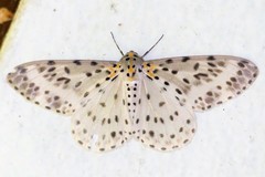 Percnia