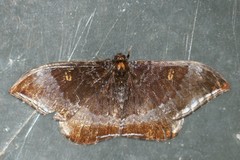 Cyclidia orciferaria