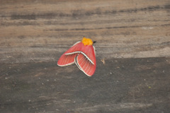 Pseudodirphia menander