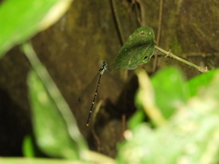 Coeliccia flavicauda