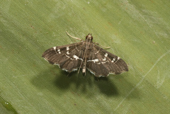 Diathrausta cacalis