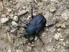 Dicronocephalus adamsi