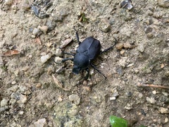 Dicronocephalus adamsi