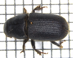 Dendroctonus terebrans