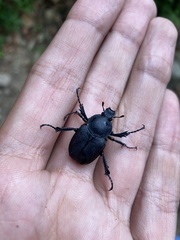 Dicronocephalus adamsi