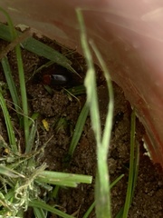 Calathus melanocephalus