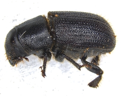Dendroctonus terebrans