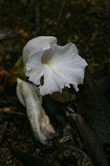 Aframomum albiflorum