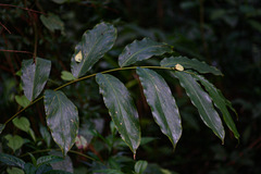 Aframomum albiflorum