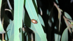 Maladera insanabilis