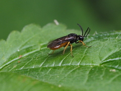 Sterictiphora furcata