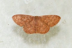 Discoglypha hampsoni