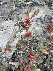 Salix setchelliana
