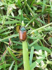 Phyllopertha horticola