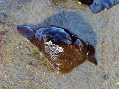 Aplysia punctata
