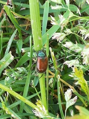 Phyllopertha horticola