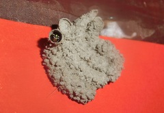 Paraleptomenes miniatus