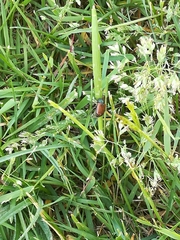 Phyllopertha horticola