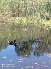 Anas platyrhynchos