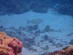 Lethrinus xanthochilus