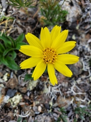 Arnica griscomii