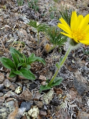 Arnica griscomii