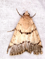 Dichagyris imperator