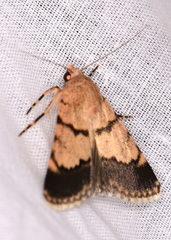 Dichagyris imperator