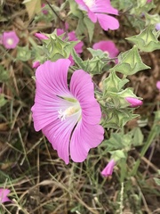 Malva punctata