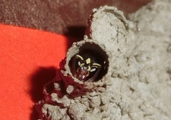 Paraleptomenes miniatus