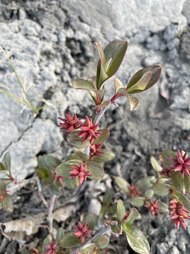 Setchell's willow (Salix setchelliana)