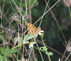 Polygonia c-aureum lunulata