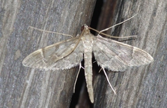 Duponchelia lanceolalis