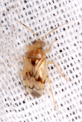 Deraeocoris martini