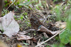 Morpho helenor peleides