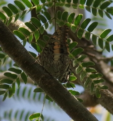Charaxes achaemenes achaemenes