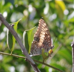 Charaxes achaemenes achaemenes