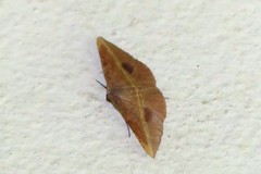 Hypochrosis iris