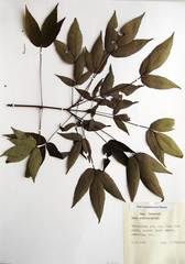 Acer mandshuricum
